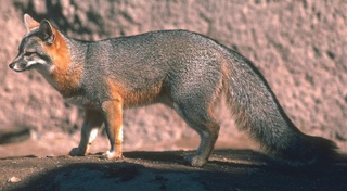 Illustration for article titled Wednesday Woof - Urocyon cinereoargenteus Edition